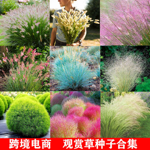 Ornamental Grass Seed Collection Blue Fescue Rabbit Tail Pink Grass Imported Perennial Four-Season Cold-Resistant Dwarf Potted Plant