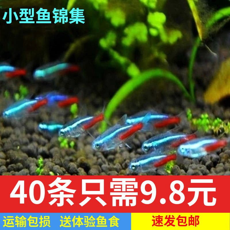Guppy Tropical Fish Red and Green Light Ornamental Fish Shoaling Fish Small Fish Treasure Lotus Red Freshwater Red Nose Zebra Shoaling