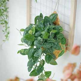 小叶银斑葛绿萝盆栽大叶花叶垂吊室内悬挂植物水培桌办公室好养
