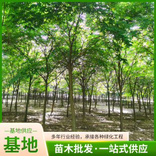 �@�ֹ������~��ľ�G����ľ�ֵ�ͥ�a�L���t�Θ���Θ����������l