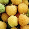 Golden Autumn Yellow Raspberry (4-year-old seedlings) 2 trees + 60cm (inclusive) - 69cm (inclusive)