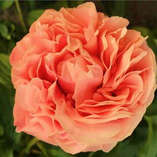 ��ș�����ذ�󻨝��㻨�������^�pĵ���ļ��_��ͥԺ�̨�ͺ�