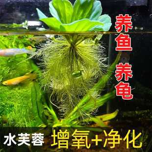 ��Ƽˮ��ˮܽ���B�~�����쾰�b�ˮ��ֲ��ˮ���Jˮ�ݳ�������ˮ�|