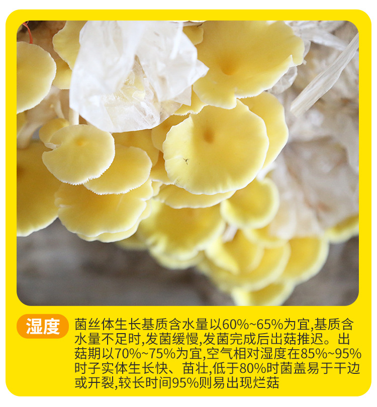榆黄菇菌种---榆黄菇菌包菌棒6斤_13.jpg