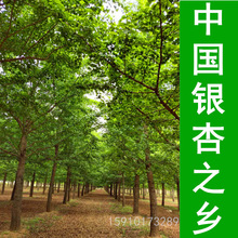 Їy֮l-Nֱ22yӘ l ҎRȫ 