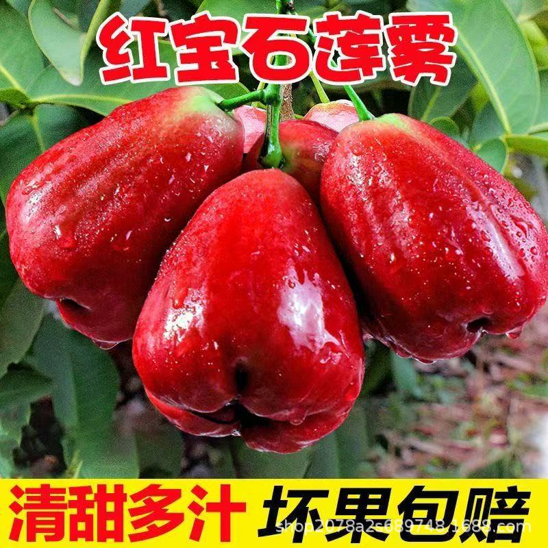 福建红宝石莲雾果代发新鲜水果带箱仙女果黑珍珠多汁当季水果孕妇