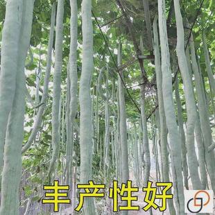 �߹ϷN���߶��ǷN�ش����L�߶��ļ����������r����@��ɫ�߲˷N��