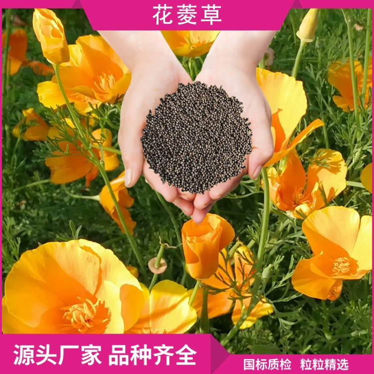 Оптовая Цветок Алмазные семена трав цветок морской пейзаж женьшень цветочные семена ежегодно Four Seasons цветение на открытом воздухе озеленение цветочные семена