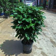 ҸԿ͏d;Gֲ辰ƽuXֲ_Iw