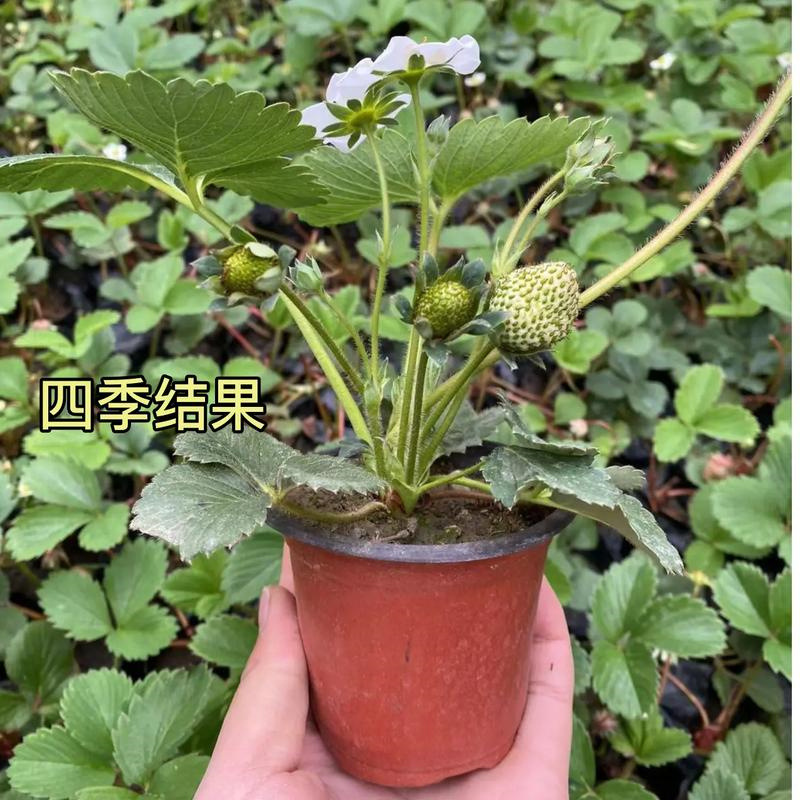 奶油草莓苗盆栽带果种籽子红颜四季结果阳台种植新苗苗秧植物水果