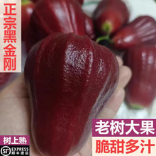 现摘新鲜黑金刚莲雾果孕妇水果顺丰正宗泰国海南三亚莲雾脆甜
