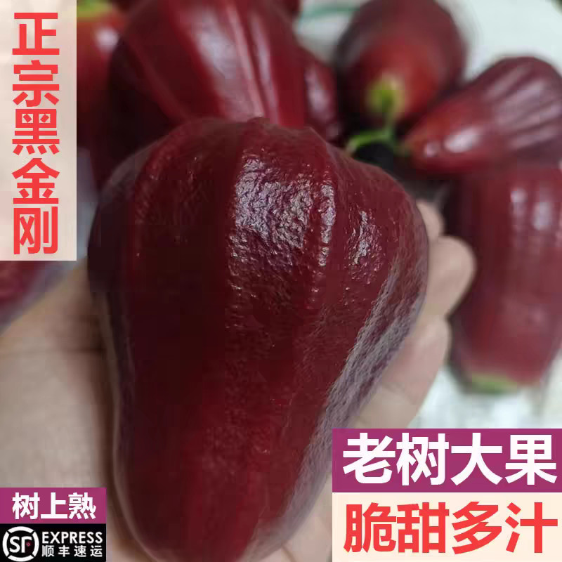 现摘新鲜黑金刚莲雾果孕妇水果顺丰正宗泰国海南三亚莲雾脆甜