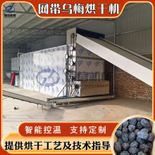 乌梅烘干设备 全自动熏梅西梅清洗去核烘干生产线 网带酸梅烘干机