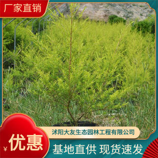 �S������ ǧ�ӽ� С�^�G��ֲ�� ͥԺ�^�~ֲ��