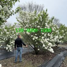 �G����ľ�r��   �a��ֱ�N �������l�ؑc��������F�ݘ�ľ���R�r��