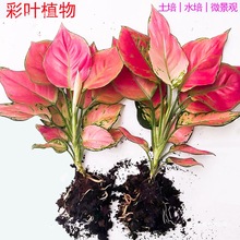 ᾳ�����ʺ����f��tˮ��Gֲ���k���҃�ˮ�B�G�}�j�������Ժ�