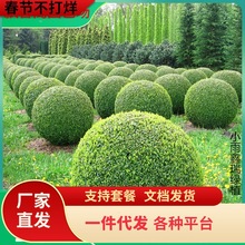 小叶女贞球树苗庭院绿化工程女贞球形植物常绿灌木小叶女贞造型树