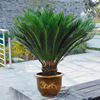 Base Cycads Potted plant outdoor courtyard Cold-resistant Botany indoor a living room Evergreen Green plant balcony flowers and plants