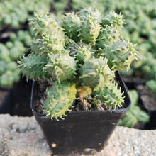 ���ݶ���ֲ�����������l �Ӵ����y����^ �s5-6cm ���ܾGֲ���Ԉ@