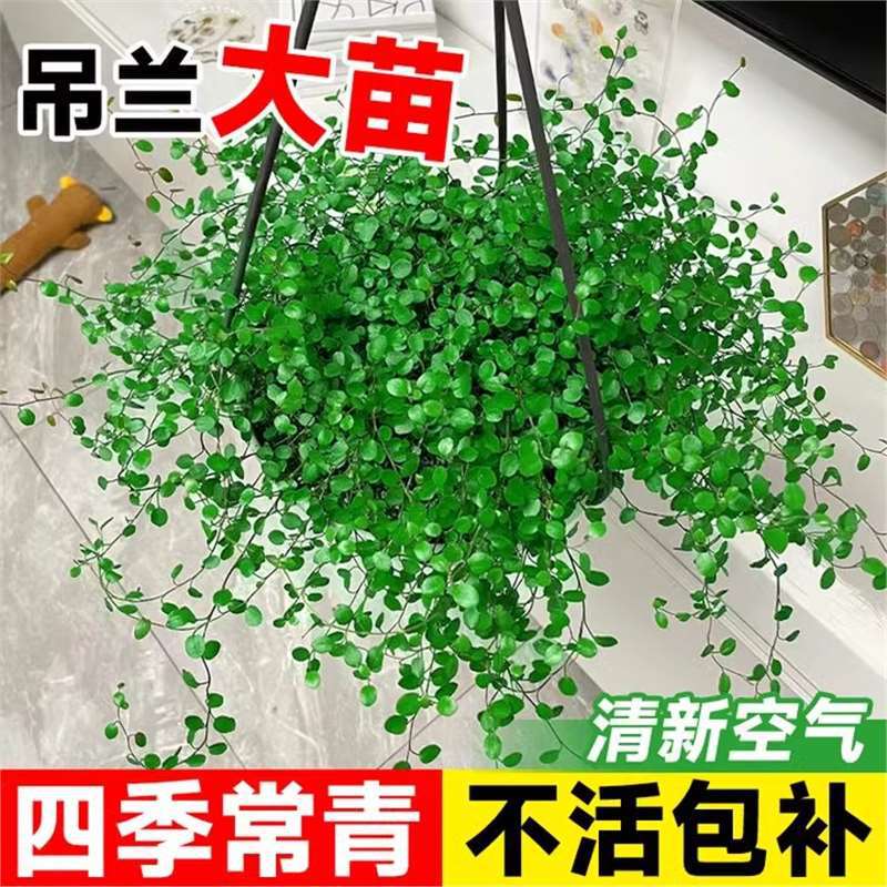 Chlorophytum Pendulum Potted Foliage Plant Bread Baking Pastry Decoration Cake Embellishment Hanging Green Plant Evergreen All Year Round