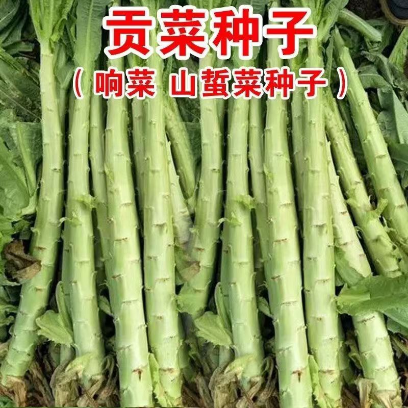 Authentic Palace Tribute Vegetable Seeds, Long-Stemmed Ring Vegetables, Mountain Hibernating Vegetable Seeds, Four-Season Resistant Farm Vegetable Seeds