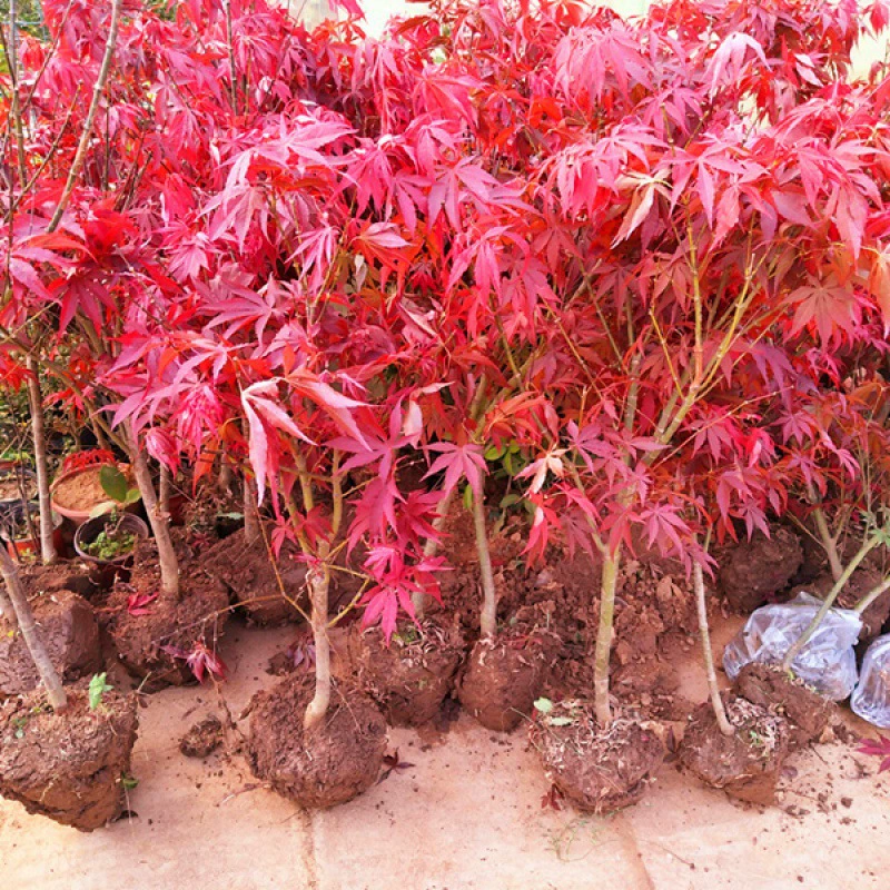 Японский красный клен саженцы Красный клен бонсай прививки горшечных растений США Китай красный клен саженцы двор озеленение завод почтовые