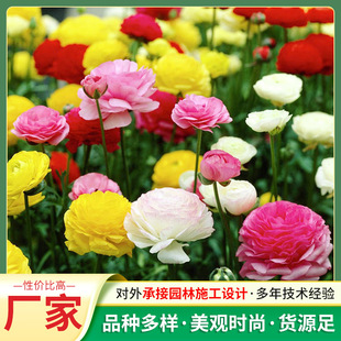 Ranunculus Bulbs Dutch Series Potted Garden Flower Sea Planting