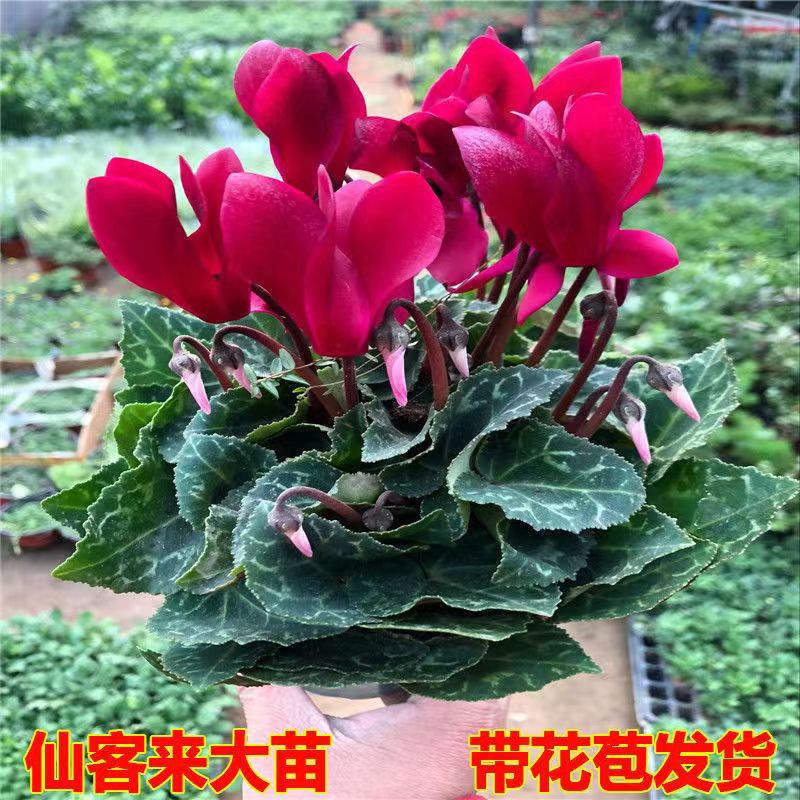 仙客来盆栽带花苞发货室内四季花卉迎客来当年开花大花苗观花植物