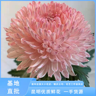 Peonies and Chrysanthemums, Fresh-Cut Chrysanthemums from Yunnan for Buddha, Home Office, Vase Flowers, Zen Vase Flowers, Direct Approval from Dounan Flower Market