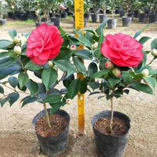 Dropshipping Camellia Saplings Courtyard Cold-Resistant Plants Winter-Resistant Camellia Bonsai Large Ground Planting Four-Season Evergreen Pots