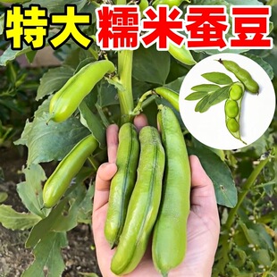 �Q���N���ش�߮aŴ���Q���N�������_�h�������ͺ��ﶬ���߲˷N��