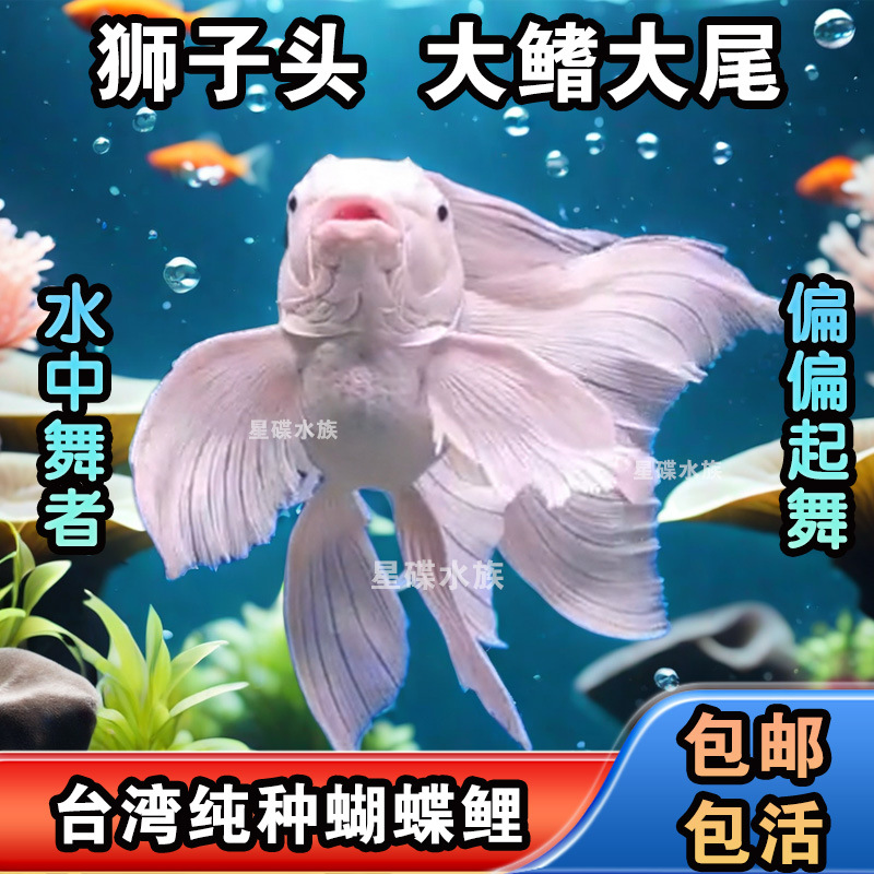台湾球体蝴蝶鲤观赏鱼冷水鱼短身淡水狮头长尾锦鲤鱼活体包邮