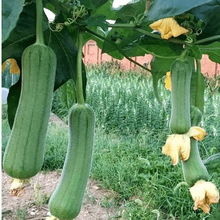 【肉丝瓜种子】长香丝瓜种子高产种子油亮丝瓜早熟特大四季蔬菜
