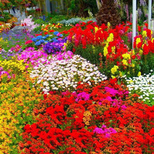 格桑花花种籽子四季播种开花波斯菊花籽野花组合种子室外易活庭院