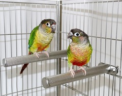 Bird Nail Grinder, Parrot Stand Bar Bird Supplies Bird Cage, Parrot Chewing Stick Toy Nail Grinder Sanding Stainless Steel