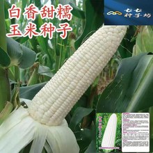 白甜糯玉米种籽粘糯高产四季苞米种孑非转基因密甜糯2号玉米种子