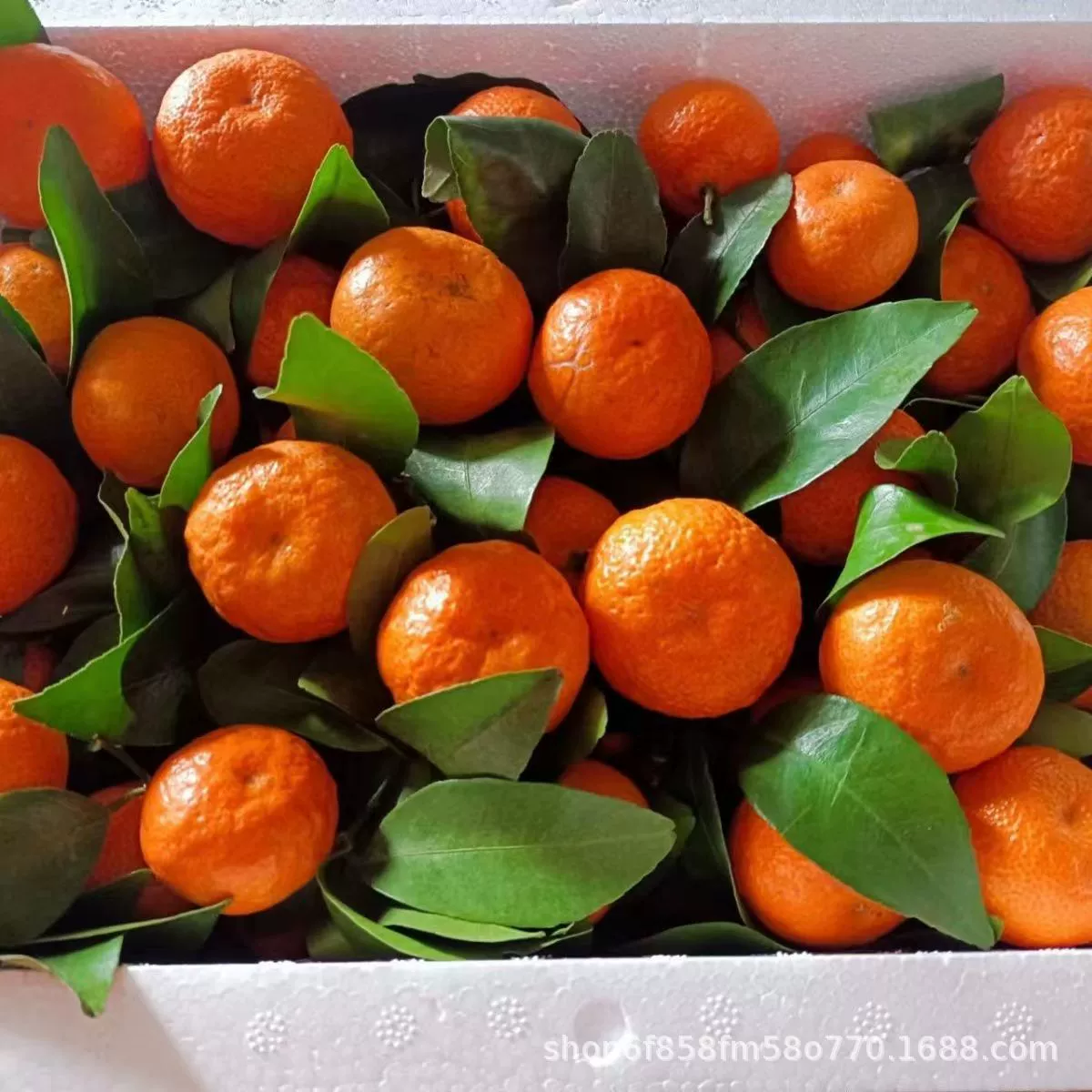 Гуанси сахарный апельсин свежий сладкий сочный фрукт оптом золотой осенний сахарный апельсин ароматный чай апельсин тонкокожий маленький апельсин