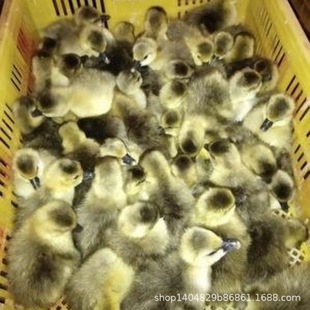 �Z�����|�Z�����l��N���Z��r��|���Ъ{�^�Z�繩���ʵ��Z����Z