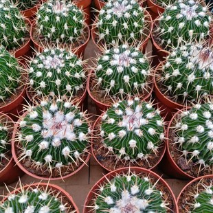 Snow-Top Multi-Edge Jade Thousand Waves 6-9cm Bulb Solid Cactus Flowering Pot Without Soil Shipped Succulent