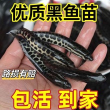 黑鱼苗淡水养殖食用生鱼苗特大好养凶猛冷水观赏鱼小财鱼苗乌鱼苗