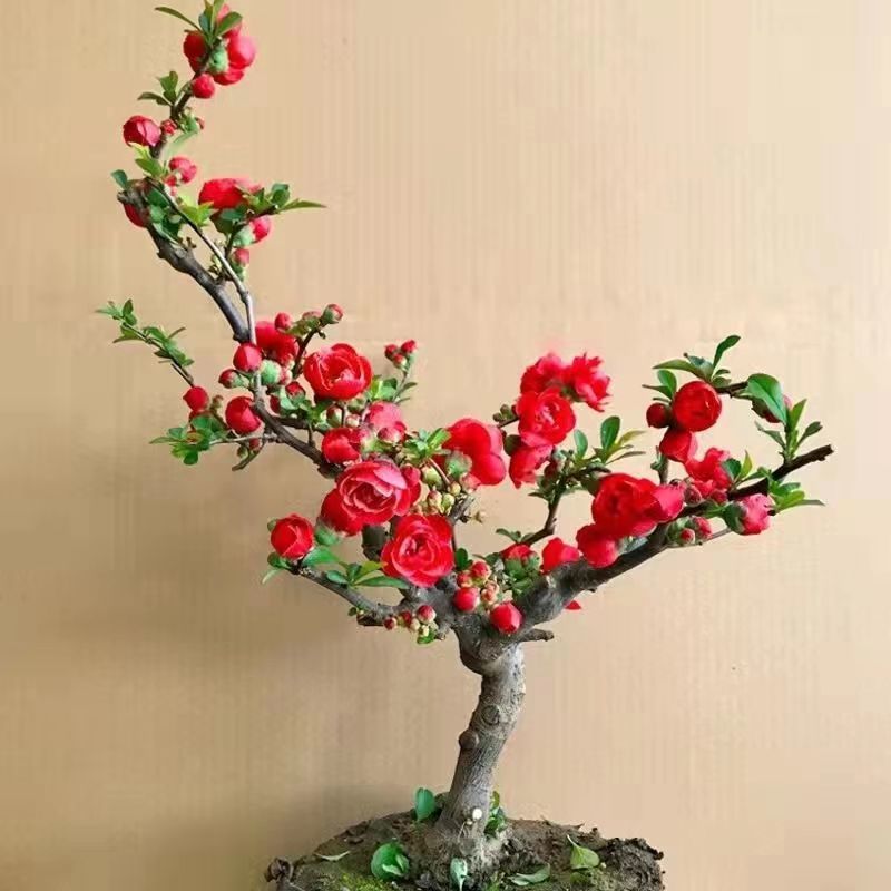 /O1CN01HmvPNd29WrfDJ1yy4_!!2219372428076-0-cib.jpg?x-oss-process=image/format,png