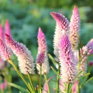 ���l�����ӷN���������ӷN�������u�ڻ��ѸɃ�M���Ʒ�N