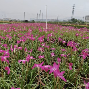 2408 base wholesale supply of imported wind and rain orchid throbbing heart potted seedlings flower border flower land
