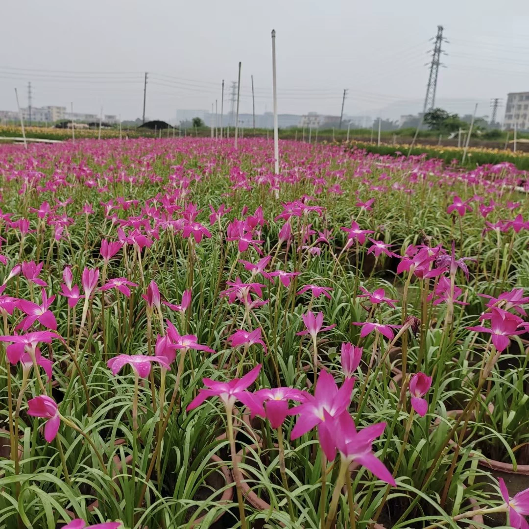 2408 база оптовая поставка импортных ветряных и дождевых орхидей