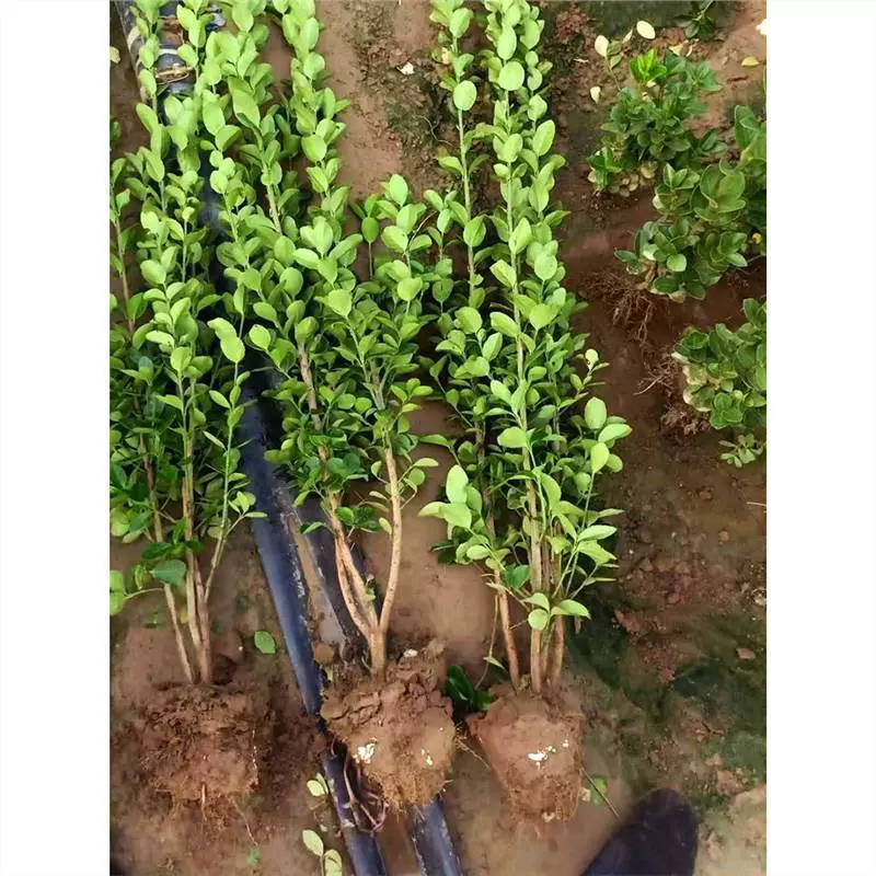 篱笆植物丛生北海道大叶黄杨苗冬青树苗四季常青耐寒庭院绿篱树苗