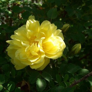 ���K�S��õС����� �S��õ���� ë�� �����S��õ �����Ԯa���N