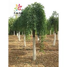 צͥ͘Ժ@еͺG쾰L޽Ӵ֦