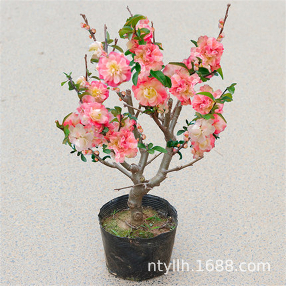 O1CN012R6v7m1cmXViYK1m6_!!2206