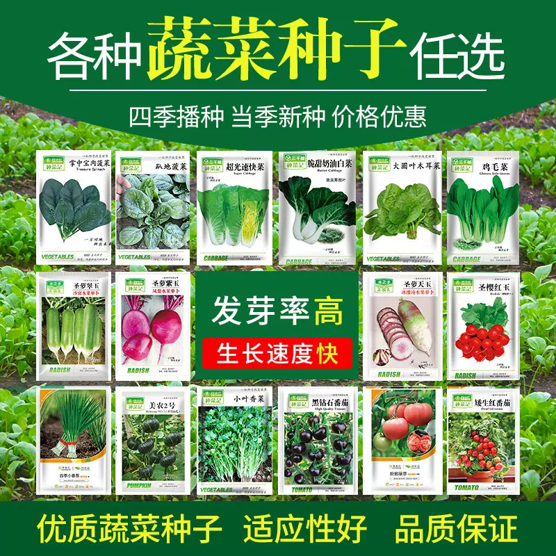 农家菜园蔬菜种子四季种子白菜萝卜辣椒西红柿青菜种子大全厂家批