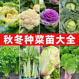 四季蔬菜种子南北方农家阳台盆栽种菜香菜生菜秋冬种植蔬菜籽大全